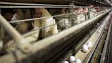 Colorado dairy worker tests positive for bird flu, 4th person linked to outbreak