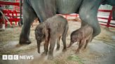 Rare twin elephants born in Thailand 'miracle'