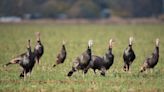 7 Arrested in Illinois for Using Rifles with Silencers and Thermal Optics to Poach Turkeys at Night