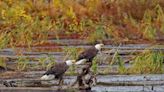 It's prime time for bald eagle watching in the Poconos. Here's where to go