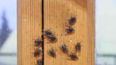 How To Keep Flies Away From Your House