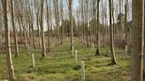 €4,000/ha reforestation grants launched