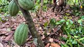 Exclusive: Ivory Coast cocoa regulator targets intermediary buyers in sector reform