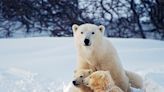 Can You Solve the ‘I Turn Polar Bears White’ Riddle?