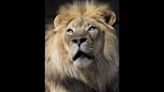 Sacramento Zoo’s African lion Kamau dies at 16. Mourned as ‘charismatic and iconic’ animal