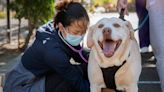 Dog respiratory illness remains a mystery, but scientists researching potential new pathogen