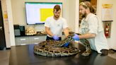 Deadly Burmese pythons: Summer means it's time for biologists to crank out necropsies