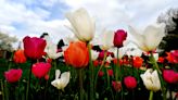 Spring Floral Show, egg hunt among 5 things going on in Springfield Easter weekend
