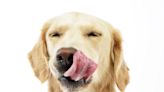 Why Dogs Lick Their Owners and Why It’s So Important