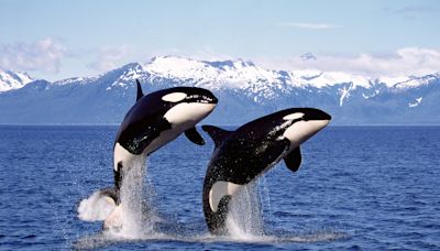 Orcas sink another yacht: why killer whales are attacking boats