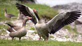 Fireworks can cause stress to birds in the wild, study suggests