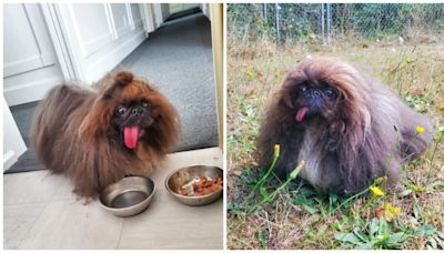 Meet Wild Thang, a long-haired pekingese who won this year's World's Ugliest Dog contest