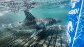 As spring breakers descend on Florida beaches, great white sharks pop up along coast