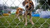 23 dogs seized by Charleston Co. deputies, now in care of Charleston Animal Society