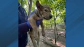 Litter of four Red Wolf puppies born at N.C. Zoo