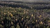 Scientists Warn against Treating Forests as Carbon Commodities