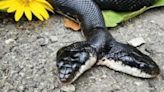 Rare 2-headed snake captivates nature center visitors