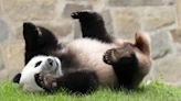 Panda-mania 2.0: D.C.’s National Zoo to get two new pandas from China