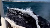 Moment huge humpback whale slams into boat full of tourists on dolphin excursion