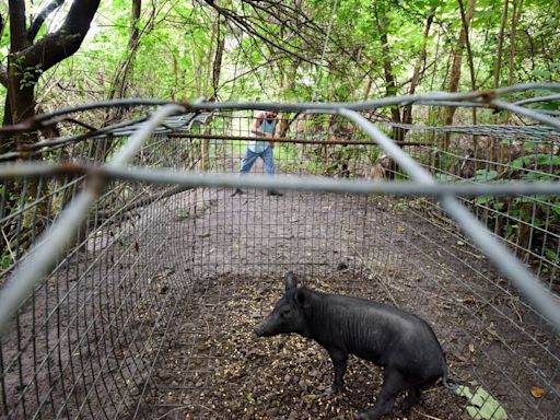 Wild pigs, conquering all Florida counties, are now taking over the US