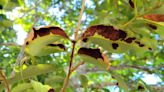 Here's how to find and treat Lychee Erinose Mites on your lychee trees | Sally Scalera