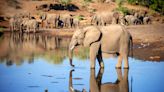 Elephants may have names for each other, study suggests