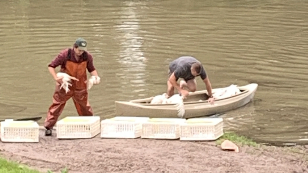 Amid historic 2023 flooding, Vermont farm uses canoes to save dozens of turkeys