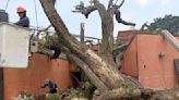 Tormenta derriba más de 15 árboles en Naucalpan