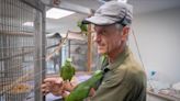 'Incredible journey': Smuggled parrots thrive at Loxahatchee preserve