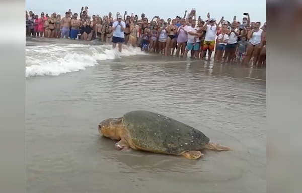 375-pound sea turtle 'Bubba' released into the ocean in Florida