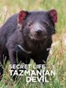 Secret Life of the Tasmanian Devil