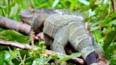 綠鬣蜥入侵 台南去年抓逾８千隻