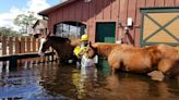 American Humane rescues horses, other farm animals affected by Hurricane Ian