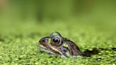 As amphibians die out, human disease rises