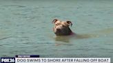 Texas Dog Swims for Several Miles to Safety After Falling Off Boat and Reunites with Owner