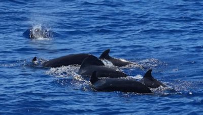 Stranded short-finned pilot whale returns to habitat in Sanya