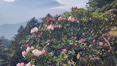 玉山杜鵑吸睛 強震後合歡山花季車流逐漸回來了