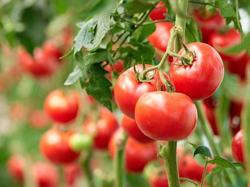 Here's How Often You Should Really Be Watering Your Tomatoes, According To An Expert