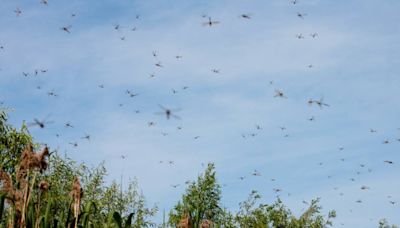 Billions of Dragonflies Swarm Horrified Beachgoers