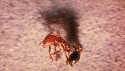 An infestation of 'aggressive' red fire ants hits Santa Barbara County