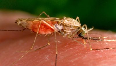 Alabama sees first case of rare blood-borne mosquito virus, also seen in Florida