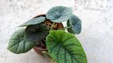 Alocasia Melo is the Compact Houseplant You Should Grow in Your Bathroom—Here's How