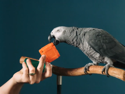 A parrot on TikTok has showcased his intelligence by achieving a Guinness World Record