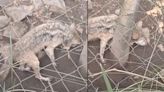 Denuncian al Zoológico de Chapultepec por presuntamente “dejar morir” a loba mexicana; Sedema aclara su condición