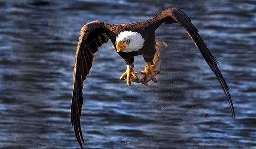 The majestic bald eagle is thriving again, to the delight of Massachusetts birders and photographers alike - The Boston Globe