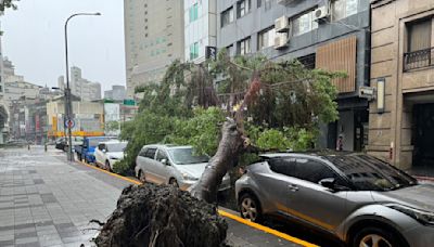 北市連2日因大雨樹倒塌砸車 公園處啟動保險理賠