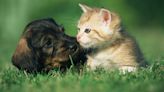 32 best dog and cat names: top pet names for your canine and feline friend