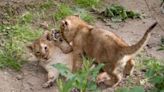 Zoo reveals names of lion cubs chosen by schoolchildren | Fox 11 Tri Cities Fox 41 Yakima