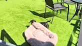 Relatable moment dachshund drags bed outside to sunbathe: "Sun worshipper"