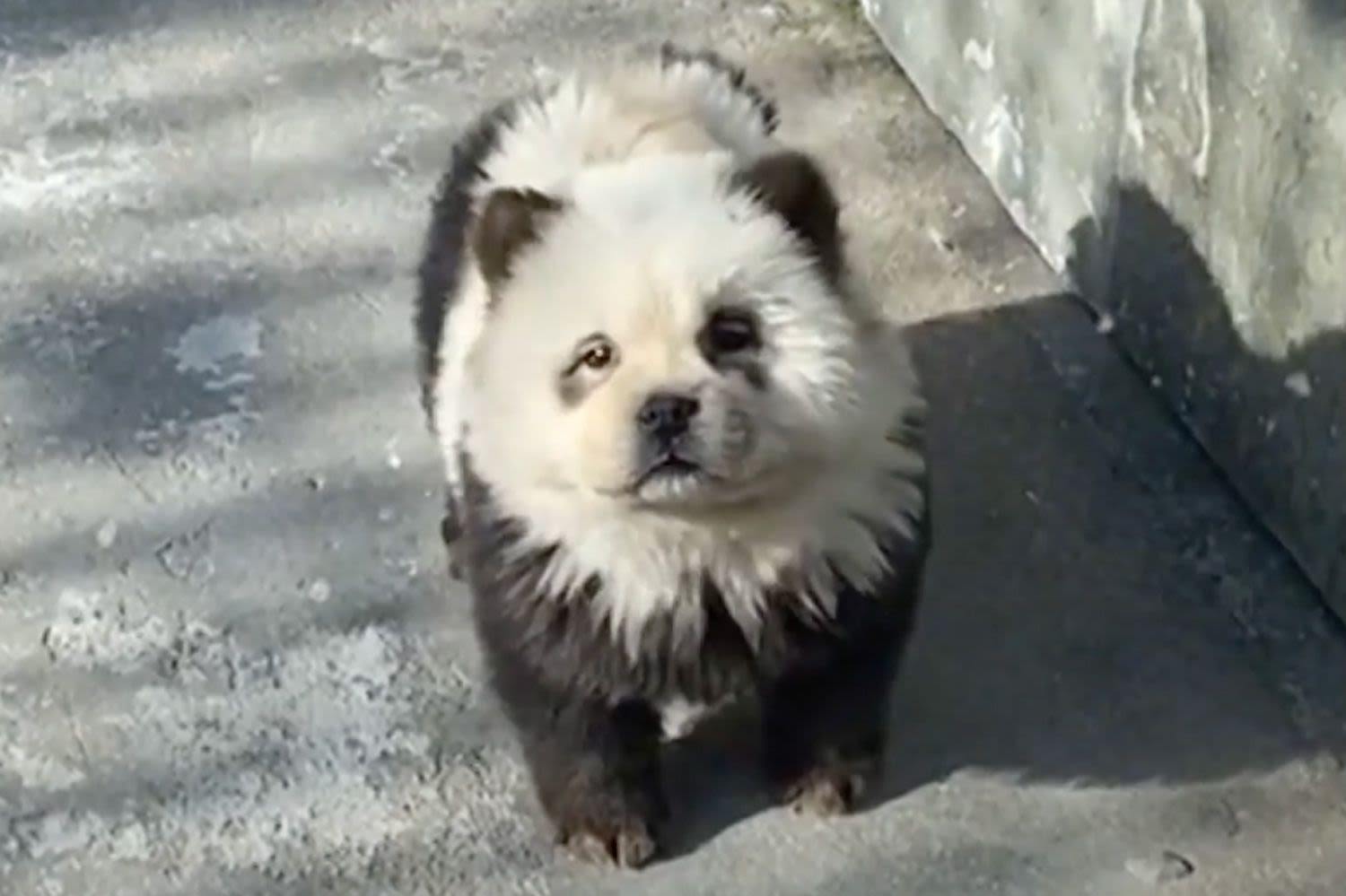 Zoo Dyes Chow Chow Dogs to Look like Pandas and Exhibits the Pups as 'Panda Dogs'